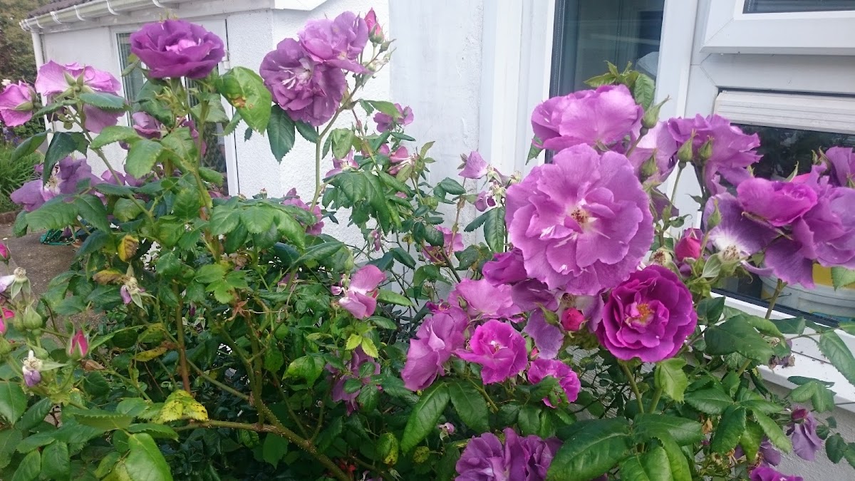 Ridgecourt Residential Home care home in Totnes